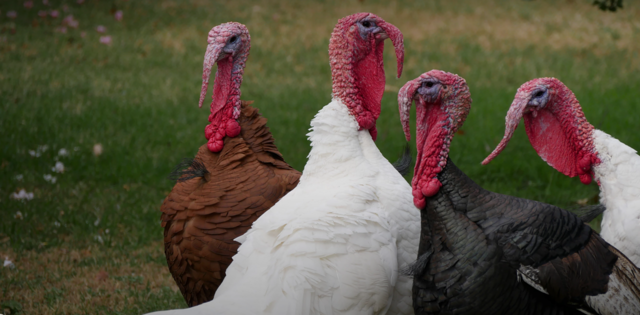 Turkeys